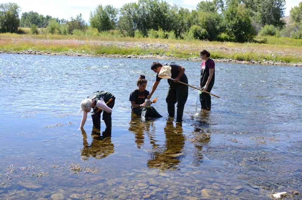 Aquatic insect sampling on the Clark Fork River